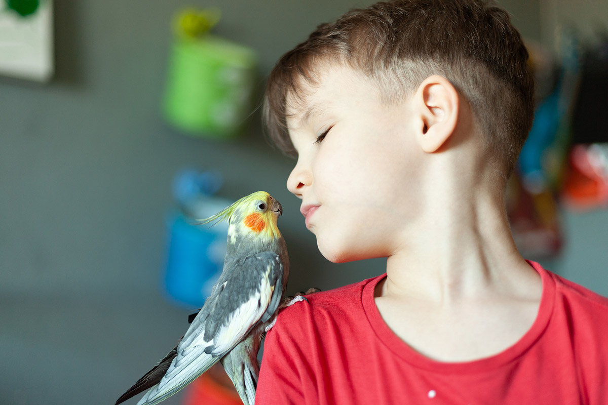 Bird Talk: How to Teach Your Pet Bird to Speak