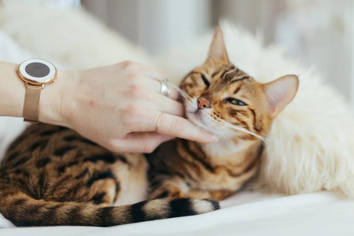How Attached are You to Your Pet?