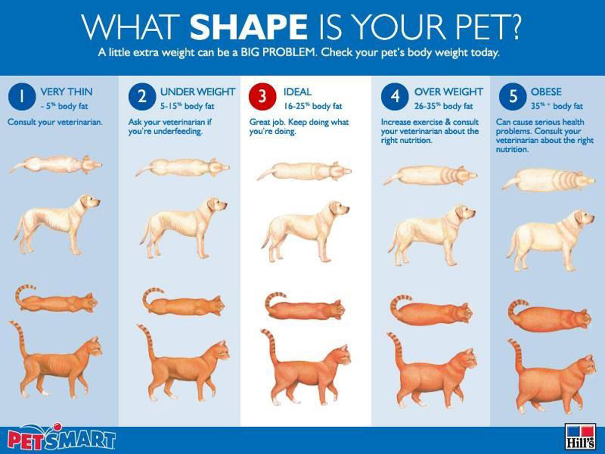Is Your Pet Overweight? Causes of Weight Gain & Health Risks of Pet Obesity 