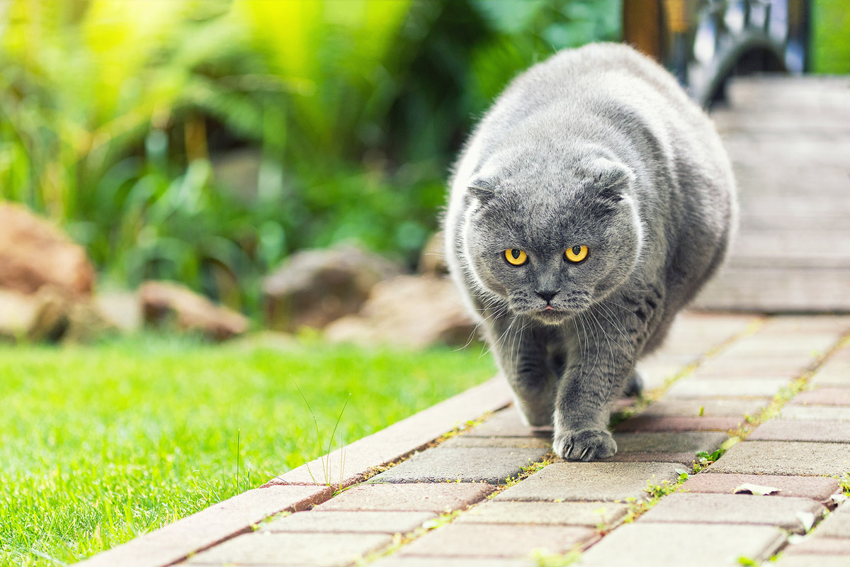 Is Your Pet Overweight? Causes of Weight Gain & Health Risks of Pet Obesity 