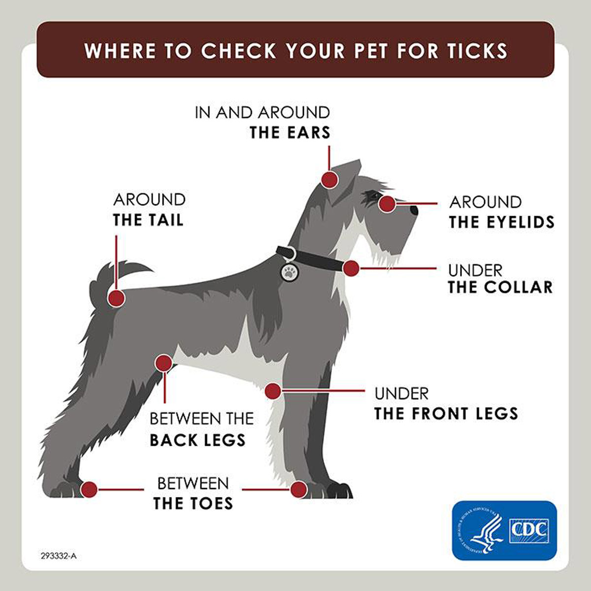 4 Precautionary Measures to Protect Your Pet From Tick-borne Diseases