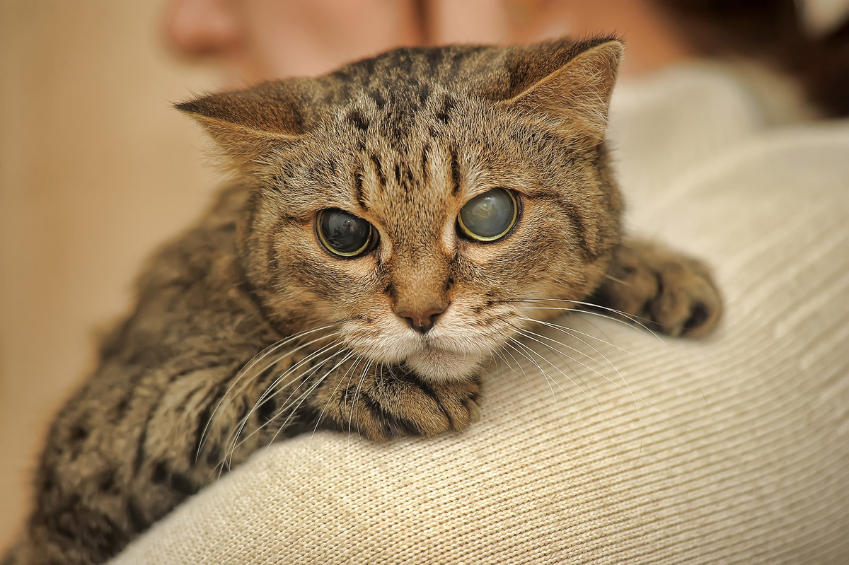A Guide to Caring for Your Elderly Cat