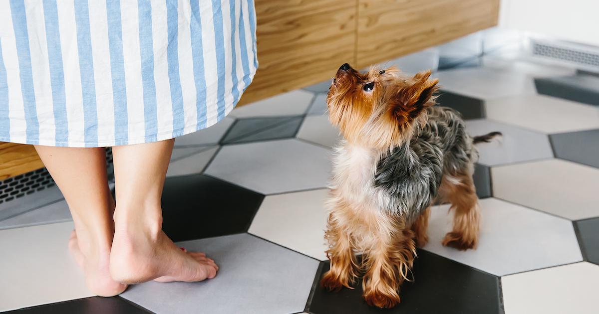 Feeding Dogs Soft Bones: Is it Safe & How Does it Compare to Other Animal-Based Dog Chews?