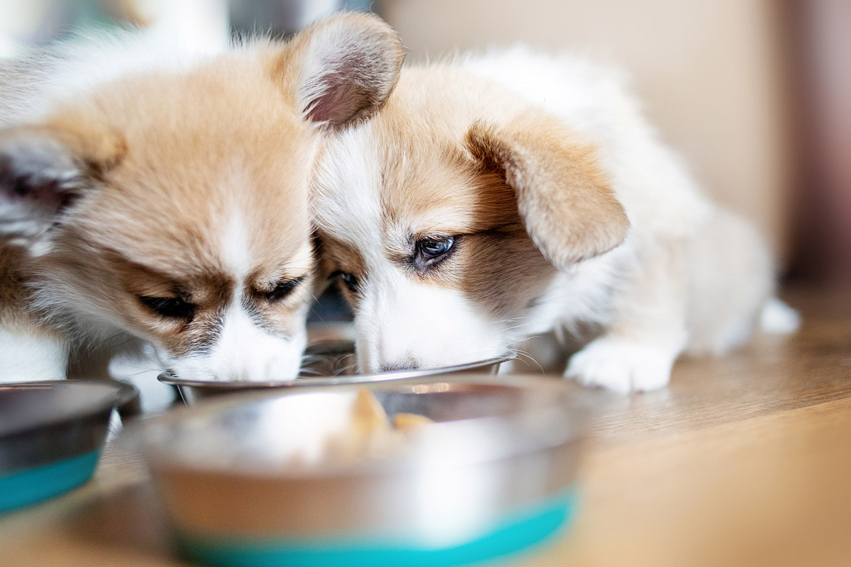 Feeding Dogs Soft Bones: Is it Safe & How Does it Compare to Other Animal-Based Dog Chews?