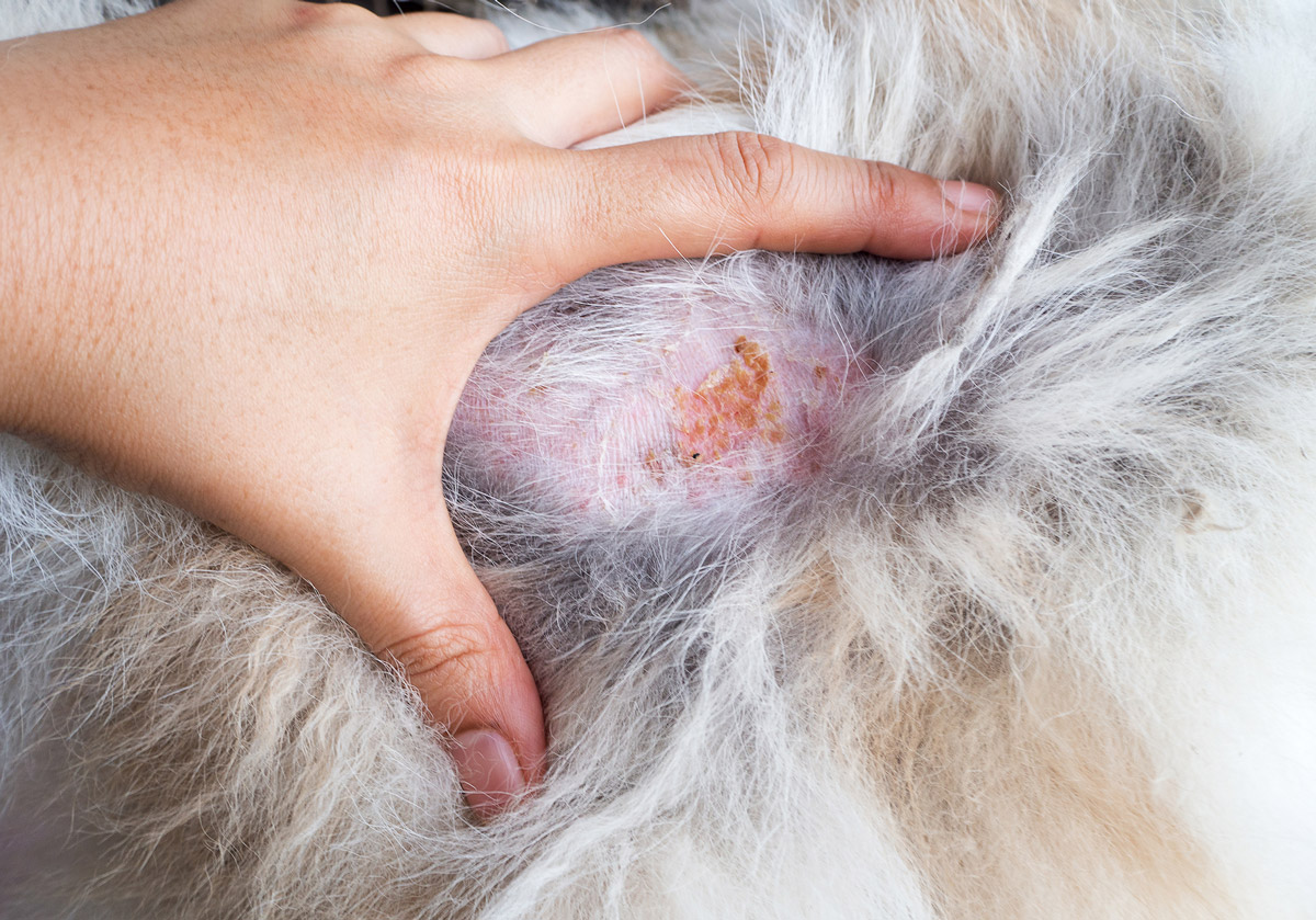Are You Causing Your Pet Skin Problems?