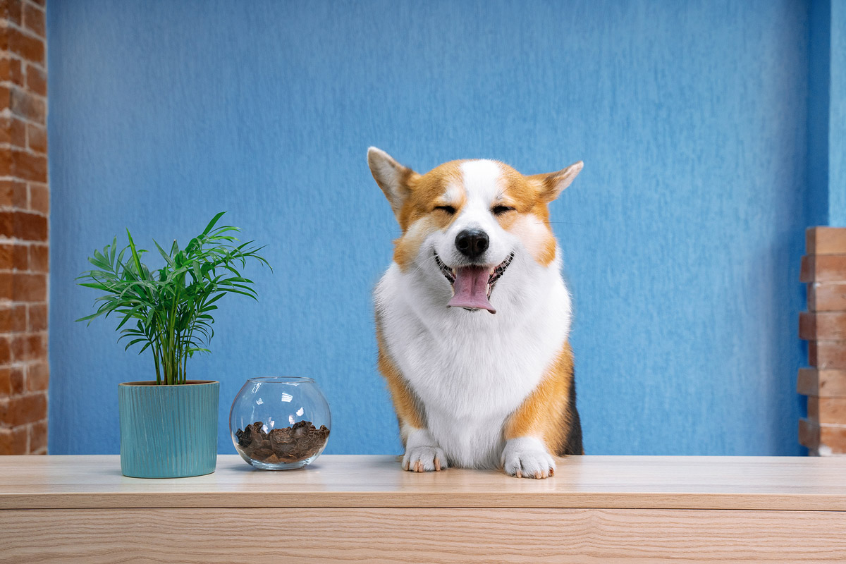 Pet Safety: Are Houseplants Good to Have in the Household?