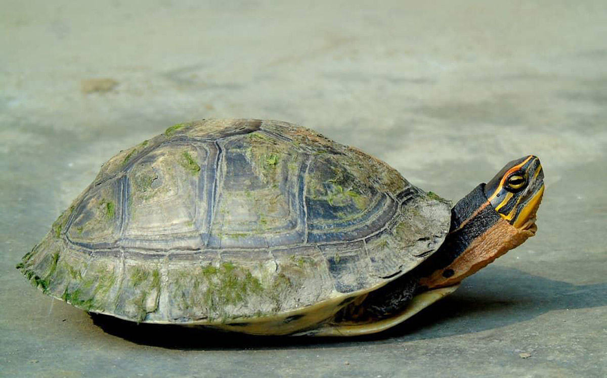 Planning to Get A Turtle? Here’s What You Should Know!