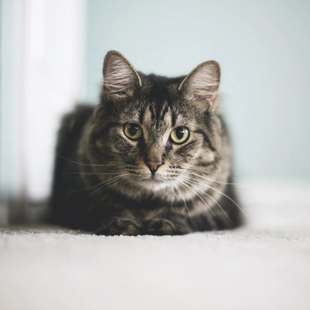 Common Health Issues in Cats According to Life Stages