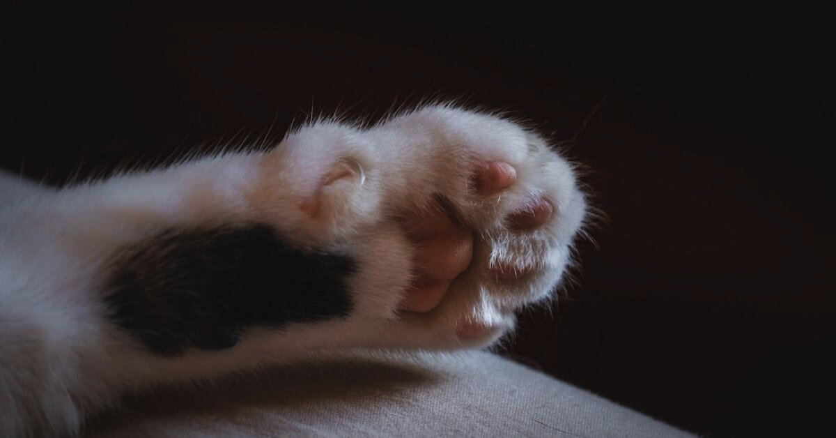 Claws Out: Why Do Cats Scratch Everything & Can You Stop It?