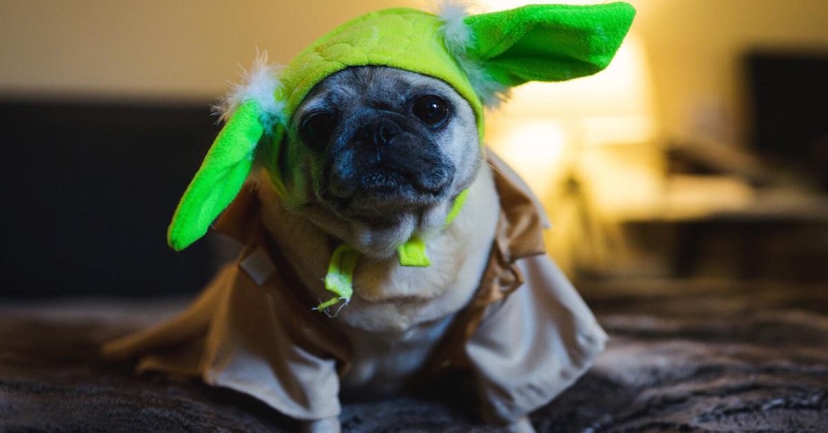 Spooky or Cute, Here are Some Halloween Costume Inspirations for Your Pets