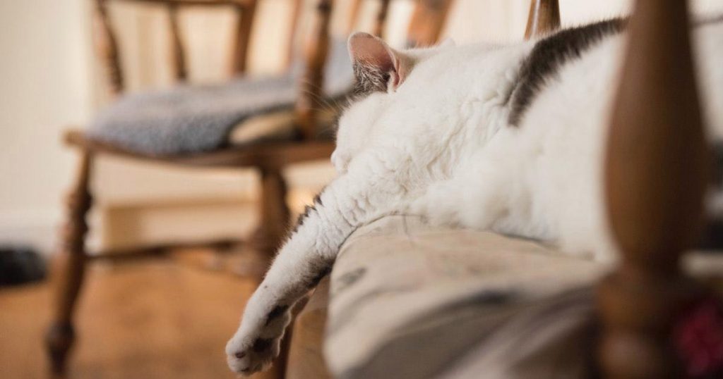 The Dangers of Obesity in Cats: Why Chubby is Never Cute