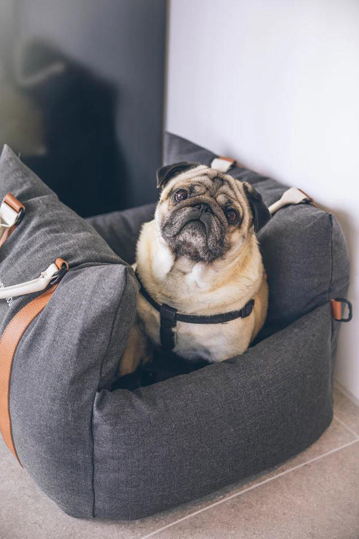 What to pack on a road trip with my dog, what to pack for a car ride with a dog, car necessities for a dog, pet necessities for a car ride