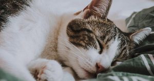 What can you do to help your cat with cancer? Read to find out more about the supportive and comfort care that you, the primary caregiver, can provide.