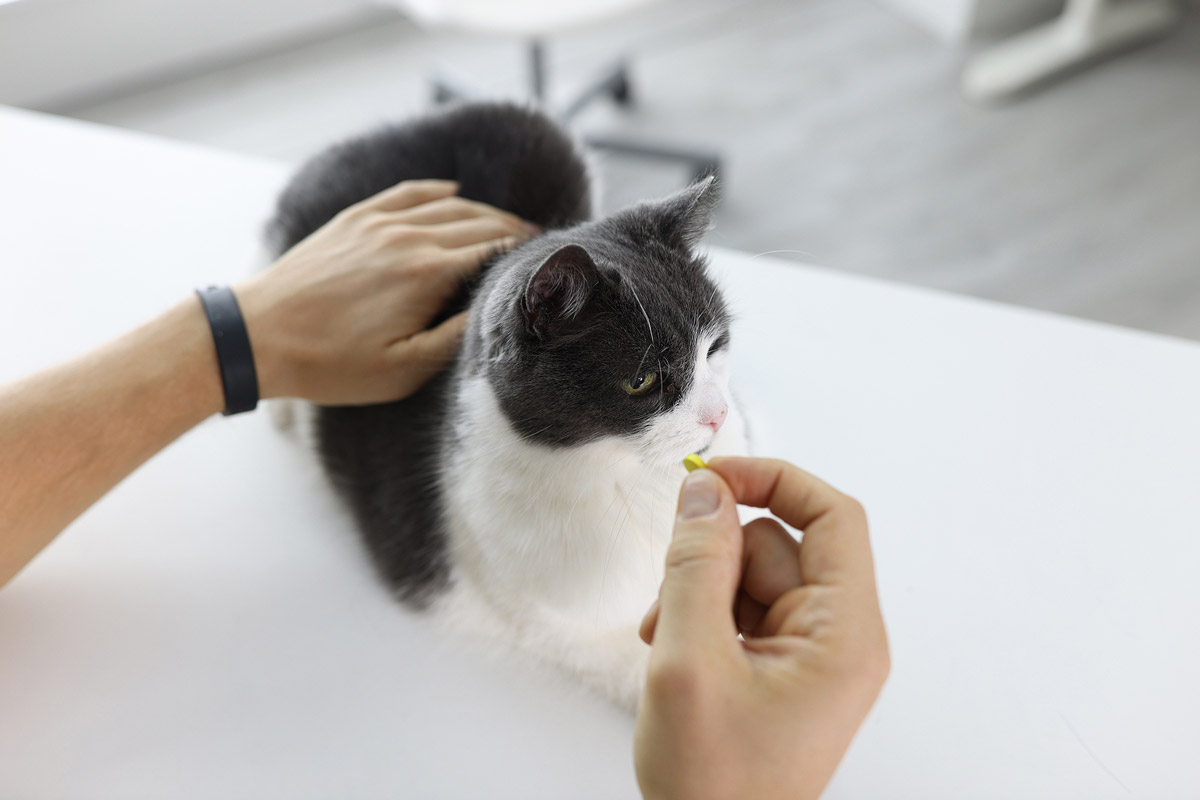What can you do to help your cat with cancer? Read to find out more about the supportive and comfort care that you, the primary caregiver, can provide.