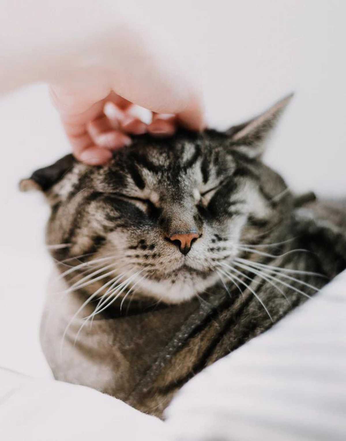 What can you do to help your cat with cancer? Read to find out more about the supportive and comfort care that you, the primary caregiver, can provide.