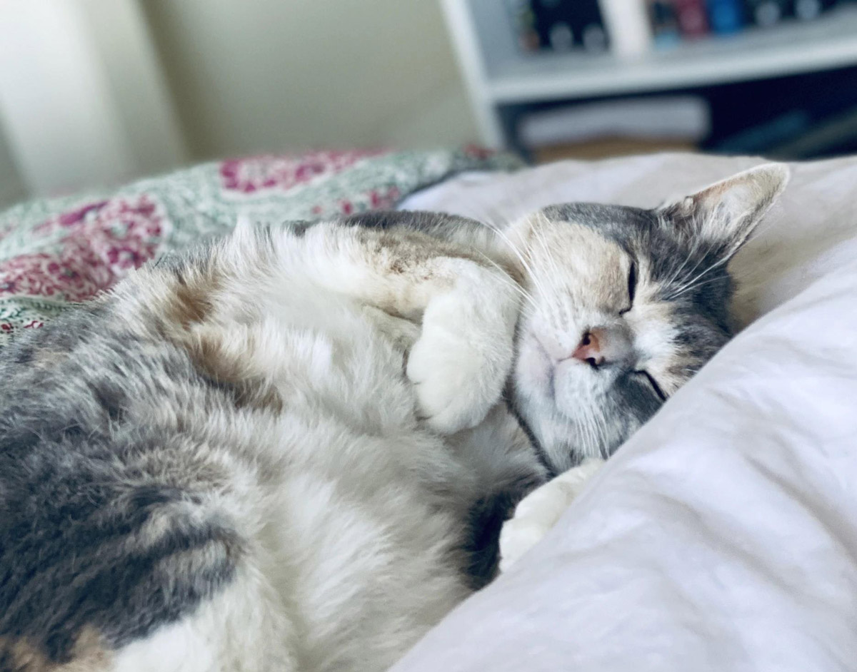 What can you do to help your cat with cancer? Read to find out more about the supportive and comfort care that you, the primary caregiver, can provide.