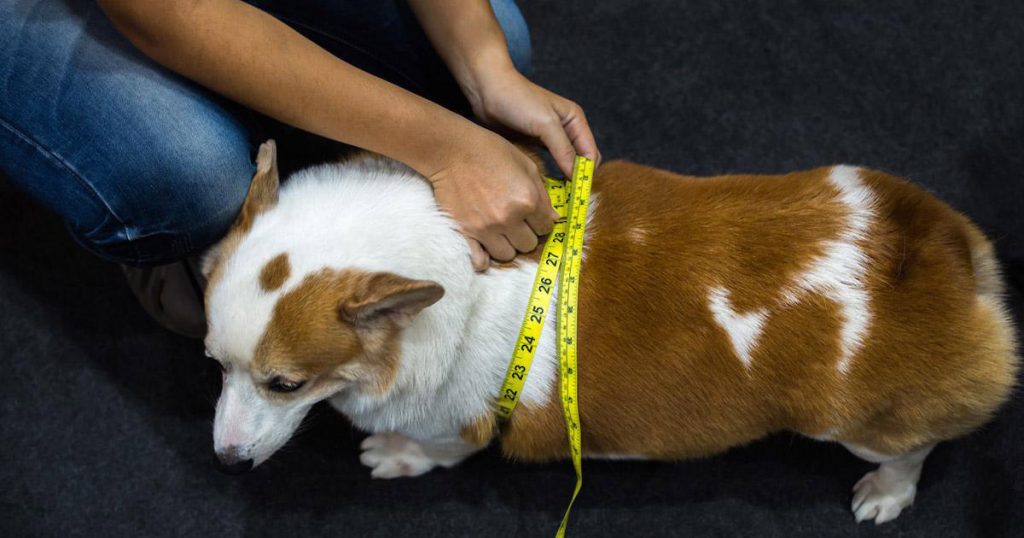 Understanding Obesity in Pets: When Chubbiness Spells Danger