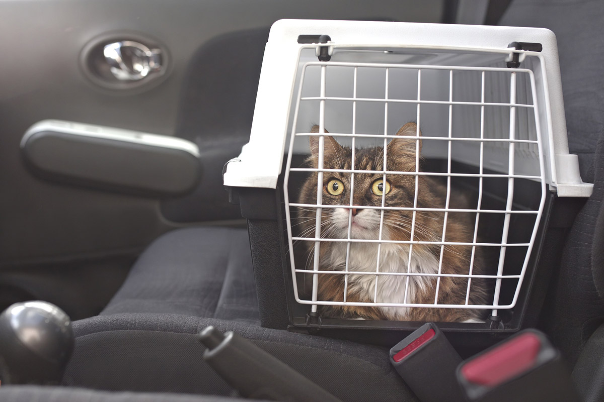 Driving with Pets: A Guide to Helping Your Dog & Cat Get Used to Car Rides