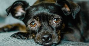 Silent Killers That Often Go Undetected in Dogs Until It's Too Late