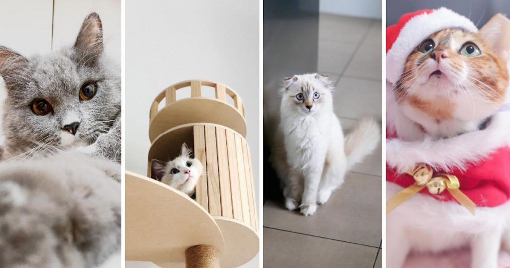 4 Cutest Cat Instagram Accounts to Follow (Local Edition)!