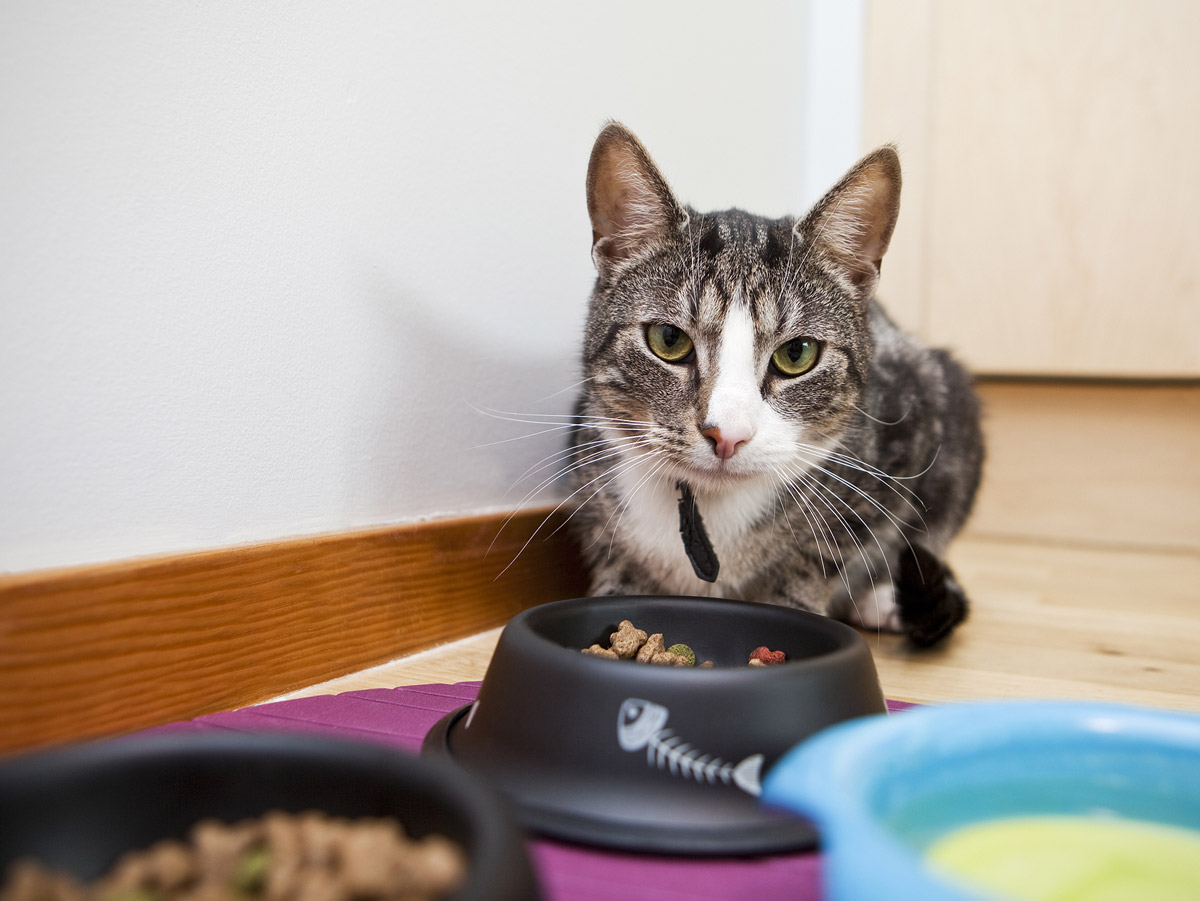 Are You Guilty of Making Your Pet a Picky Eater?