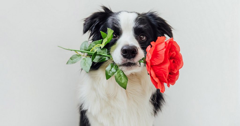 What’s the Best Valentine’s Day Gift for Your Pet According to It’s Love Language?