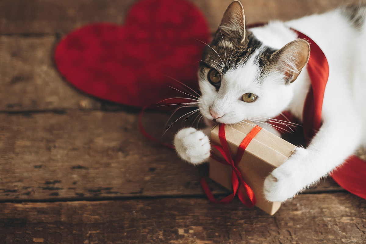 What’s the Best Valentine’s Day Gift for Your Pet According to It’s Love Language?