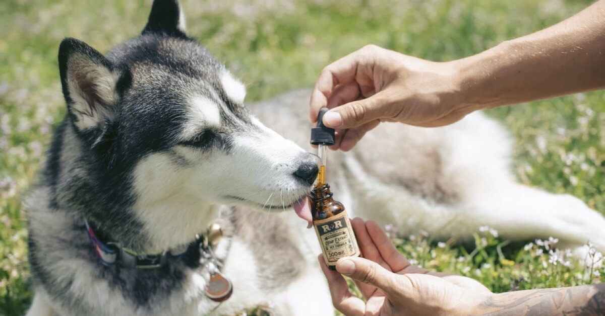 5 Essential Aspects To Maintaining Your Pet’s Health