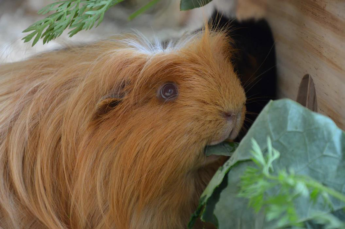 5 Factors To Ensure A Nutritious Diet For Your Guinea Pig