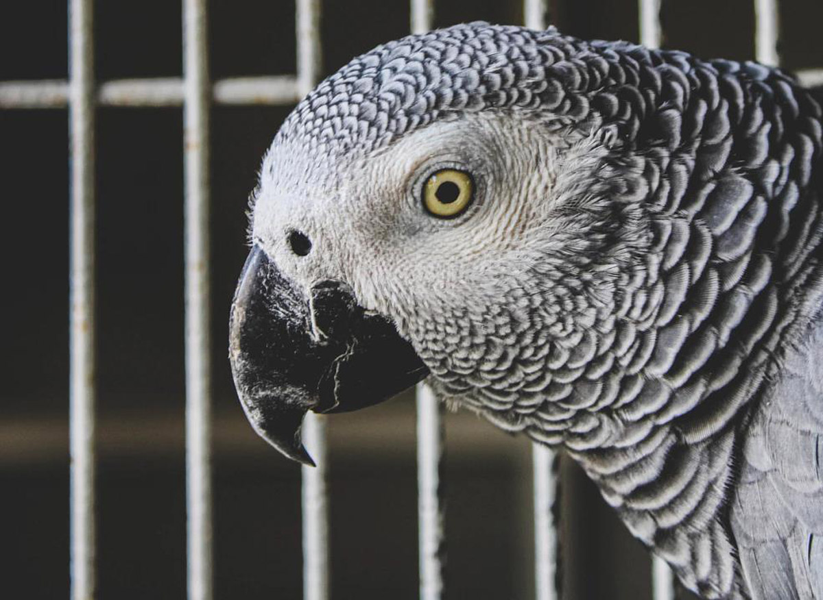 6 Best Talking Parrots That Are Perfect As Household Pets