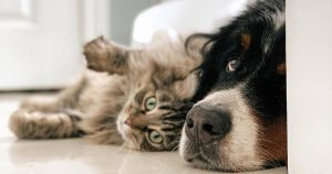 How to Check Your Pet's Health from Its Skin & Coat Conditions