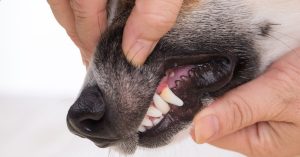 Pale Gums In Canines: Possible Causes & Treatments