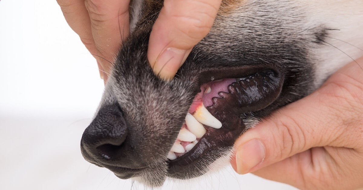 Pale Gums In Canines: Possible Causes & Treatments