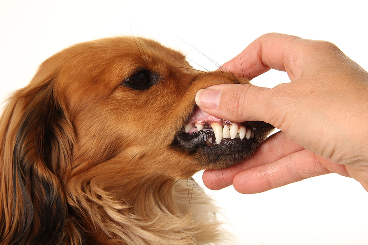 Pale Gums In Canines: Possible Causes & Treatments