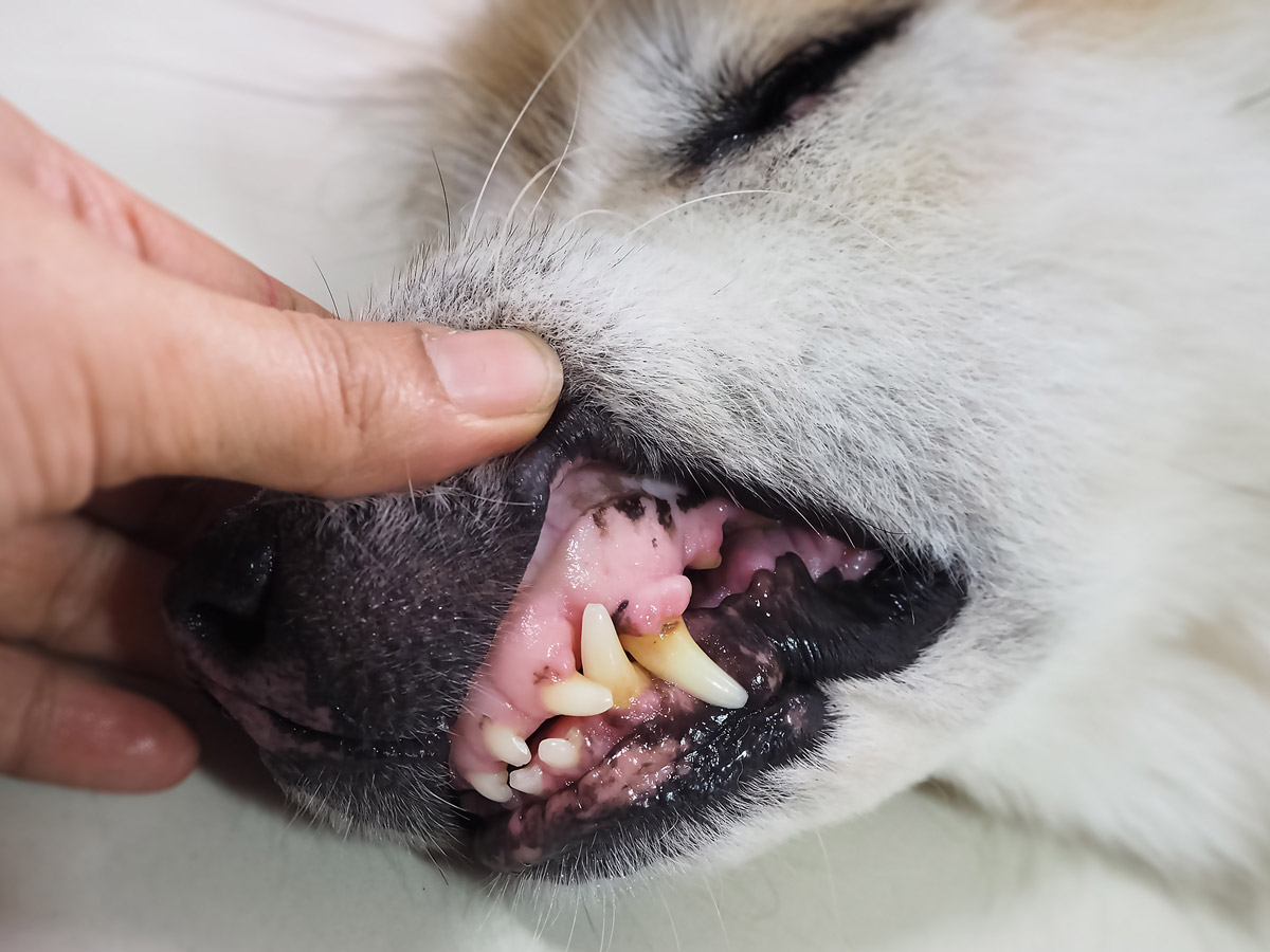 Pale Gums In Canines: Possible Causes & Treatments