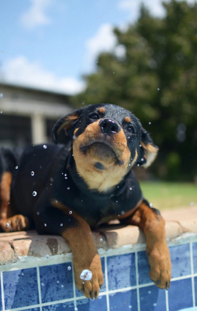 Heatstroke In Puppies: Symptoms, Treatment & Prevention