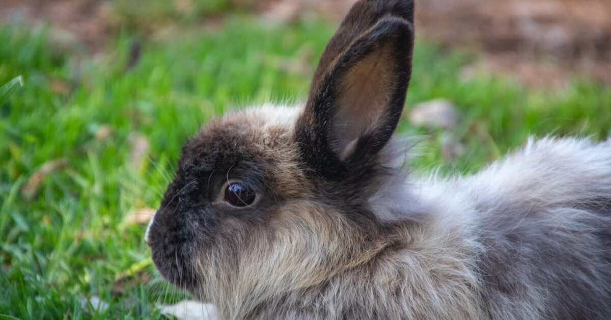 Rabbit Dental Health: What To Do With A Broken Tooth