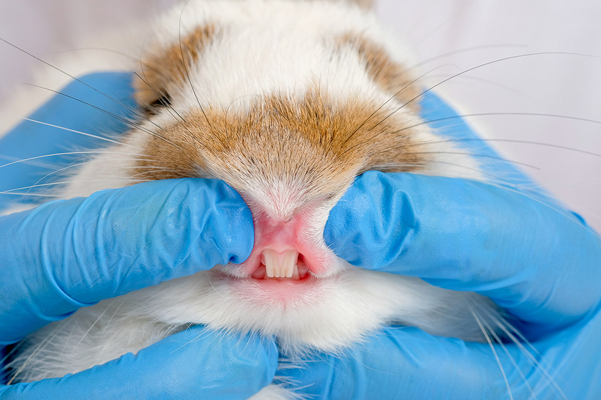 Rabbit Dental Health: What To Do With A Broken Tooth