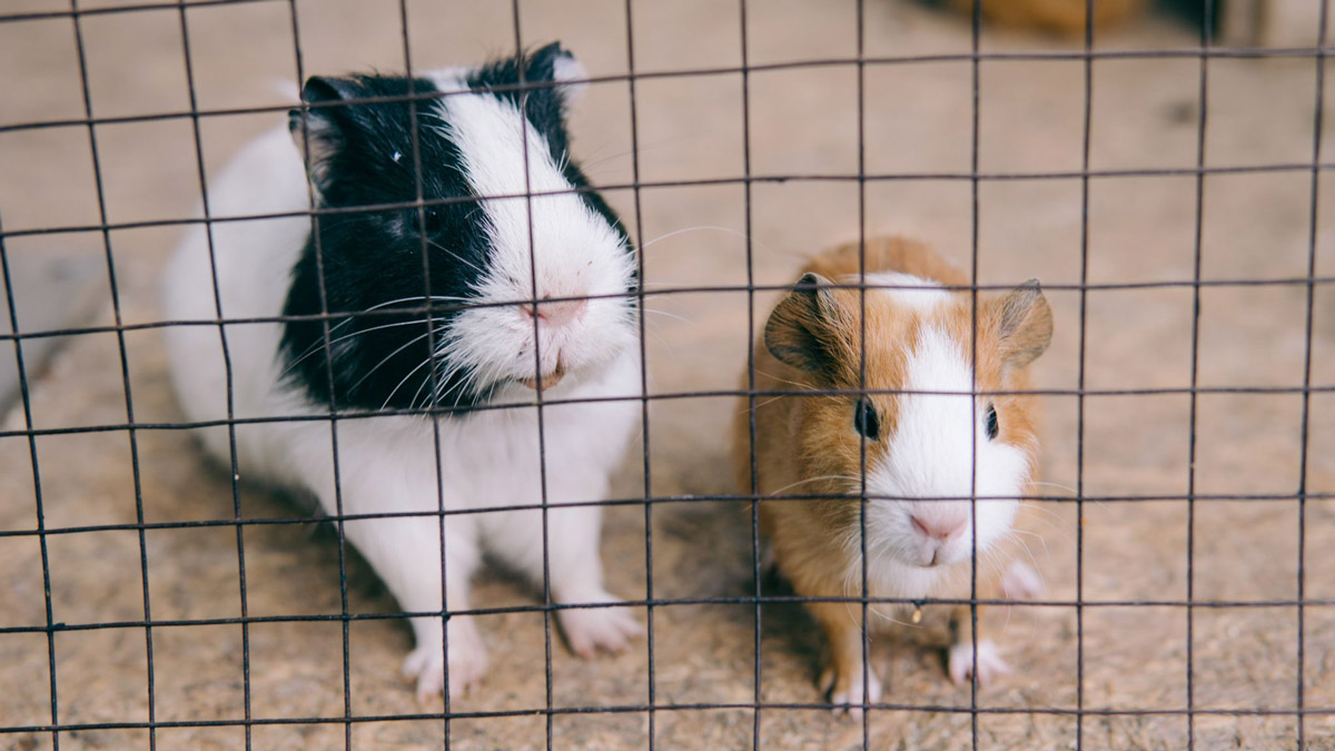 5 Tips To Finding The Perfect Home For Your Guinea Pig