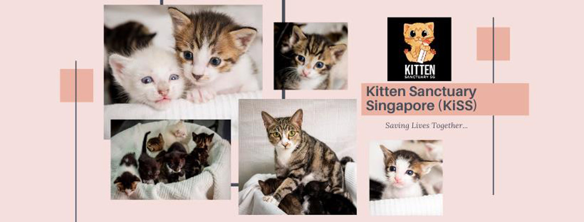 Cats and kittens for adoption in Singapore