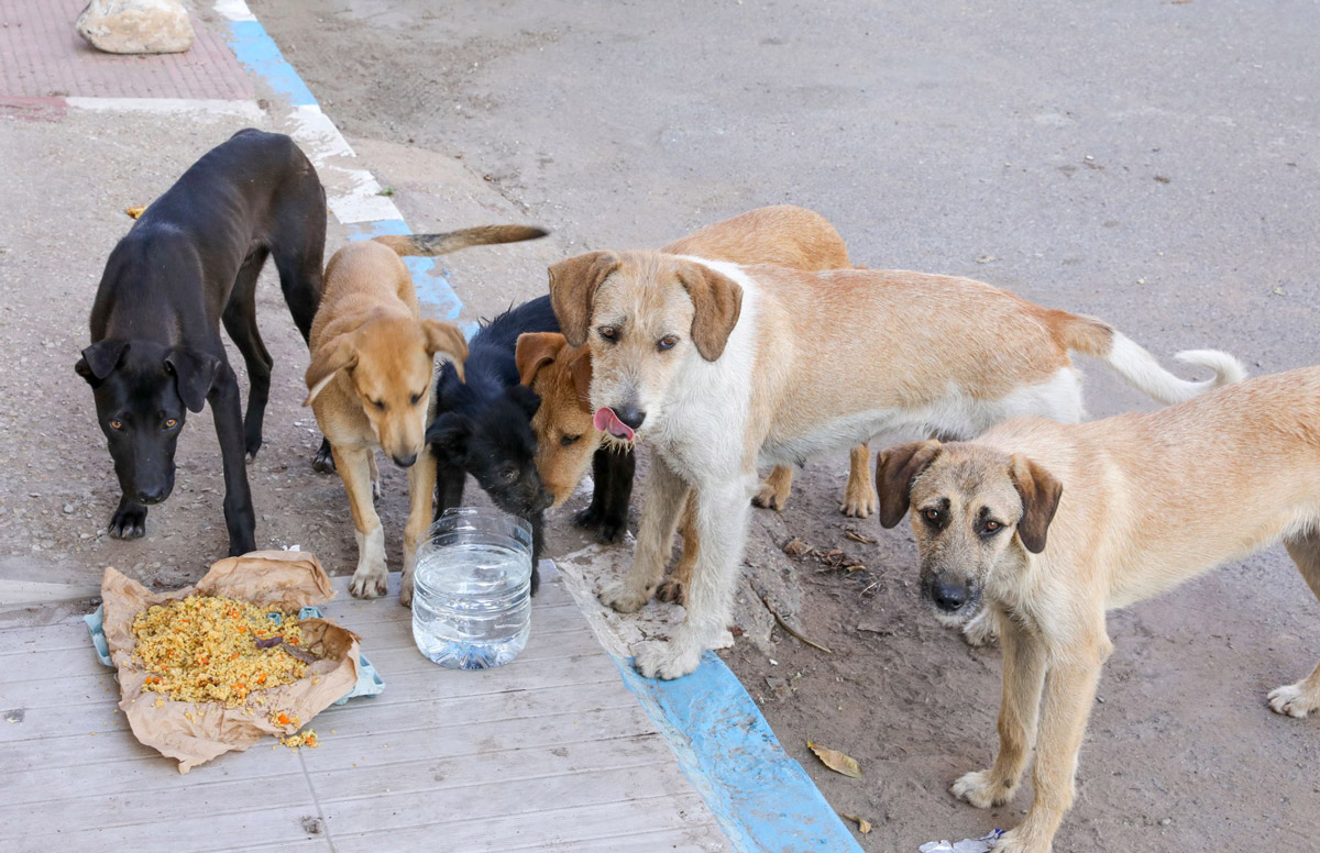 Shelter Dogs: Adopt a Man’s Best Friend Today