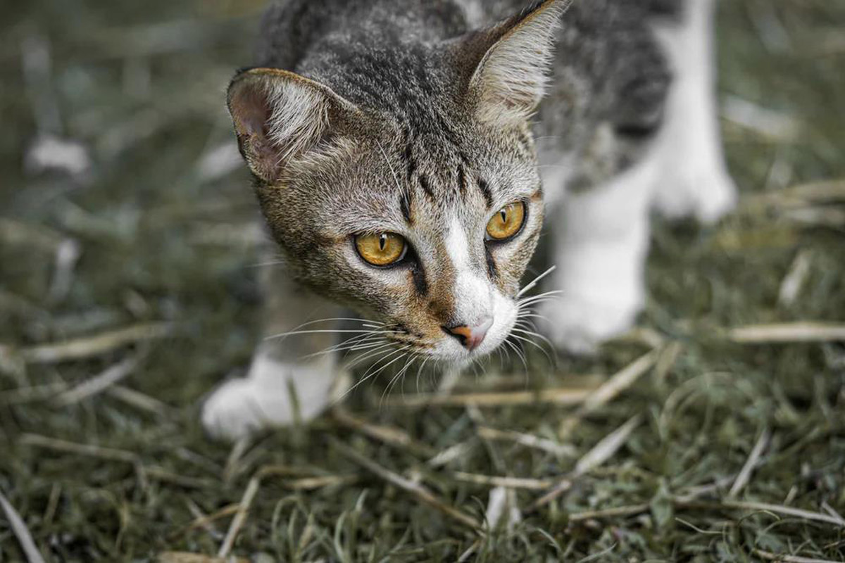 Why Cats Are Actually Smart And Sophisticated Pets