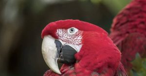 5 Reasons Why Parrots Will Make For Excellent Pets