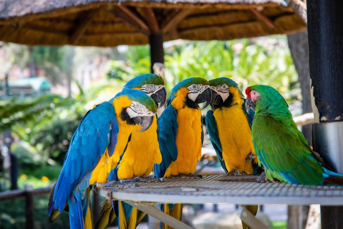 5 Reasons Why Parrots Will Make For Excellent Pets