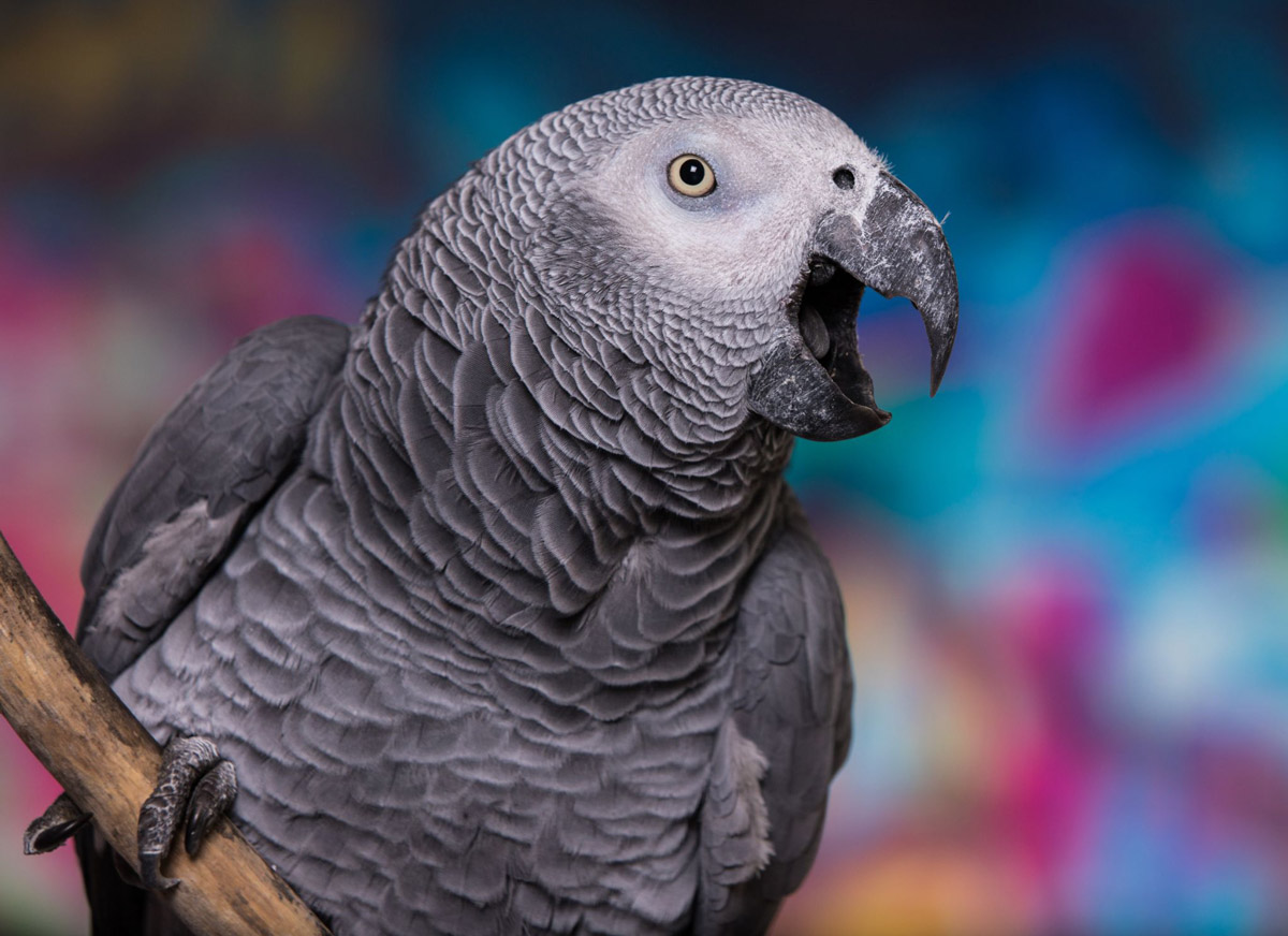 5 Reasons Why Parrots Will Make For Excellent Pets