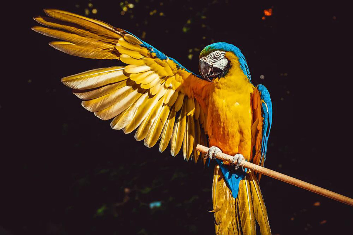 5 Reasons Why Parrots Will Make For Excellent Pets