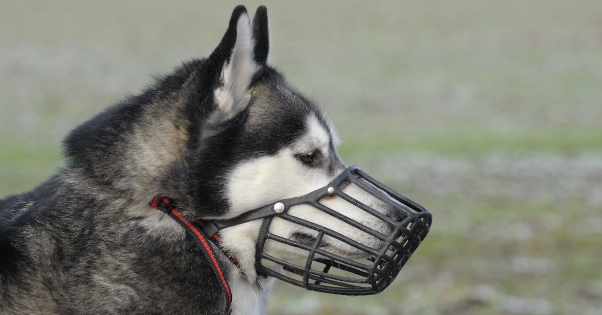 Dog Muzzles: Everything You Need To Know About Them