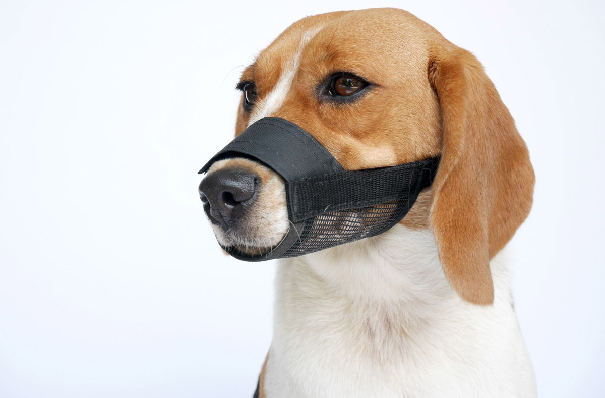 Dog Muzzles: Everything You Need To Know About Them