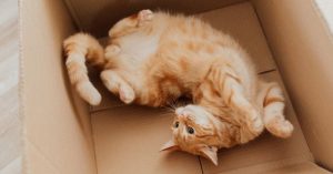 Understanding Felines: Why Do Cats Love Cardboard Boxes?