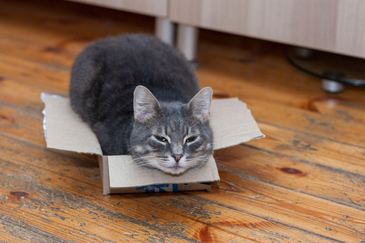 Understanding Felines: Why Do Cats Love Cardboard Boxes?